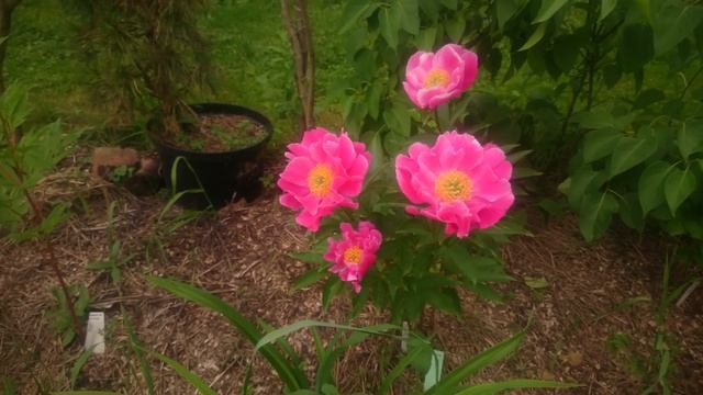 Paeonia Clown смотреть онлайн