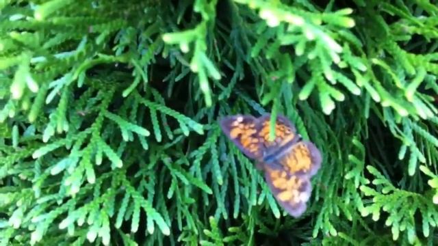 Tiny Butterfly смотреть онлайн