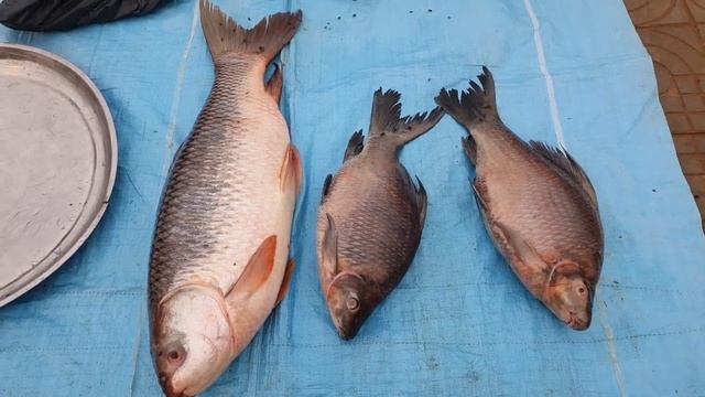 Mekong Fish ត្រីទន្លេមេគង្គ смотреть онлайн