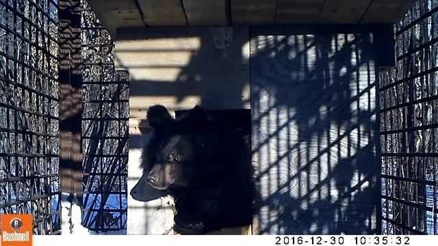 Первый день гималайского медвежонка-сироты в ПРОО "Центр "Тигр" смотреть онлайн