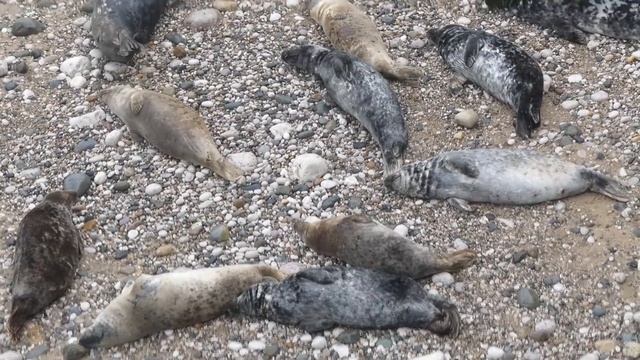 Wednesday morning seals - 3rd April 2024 смотреть онлайн
