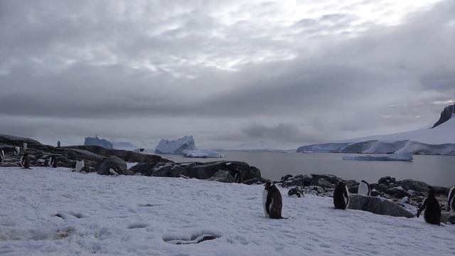 Antartica Krill Oil смотреть онлайн
