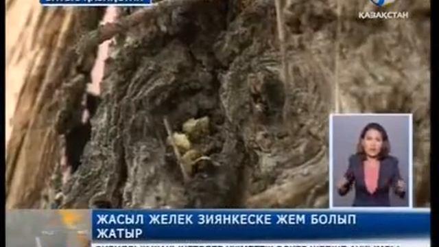 Қалада қоңыз қаптап кетті смотреть онлайн