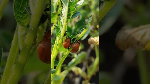 КОЛОРАДСКИЙ ВРЕДИТЕЛЬ! смотреть онлайн