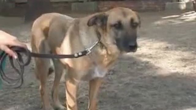 Лаймис смотреть онлайн