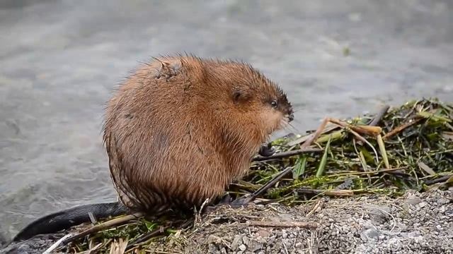 Путешествия по дикой природе
