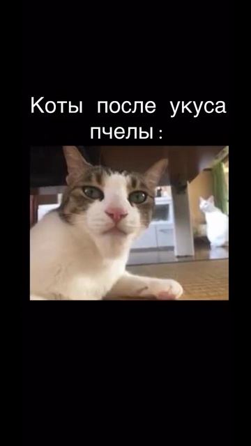 собаки после укуса пчелы коты которых укусила пчела смотреть онлайн