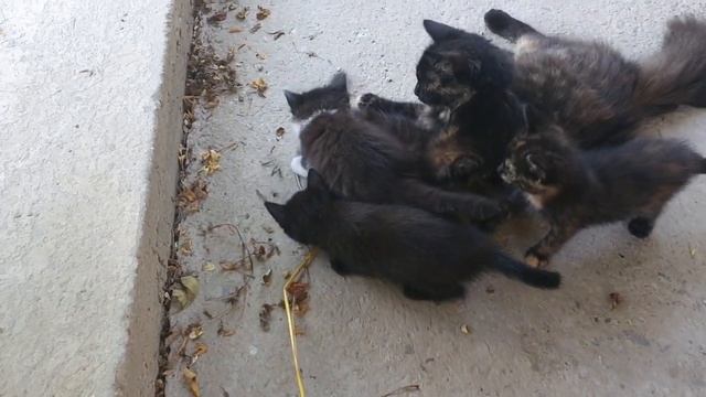 Когда пошли снимать котят, а кошка поймала добычу. смотреть онлайн