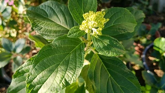 Какой получился результат после подкормки гортензий в моем саду в конце лета? смотреть онлайн