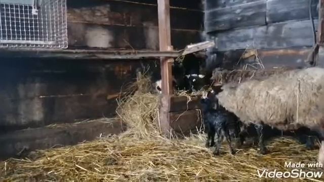Окот романовской ярочки. смотреть онлайн