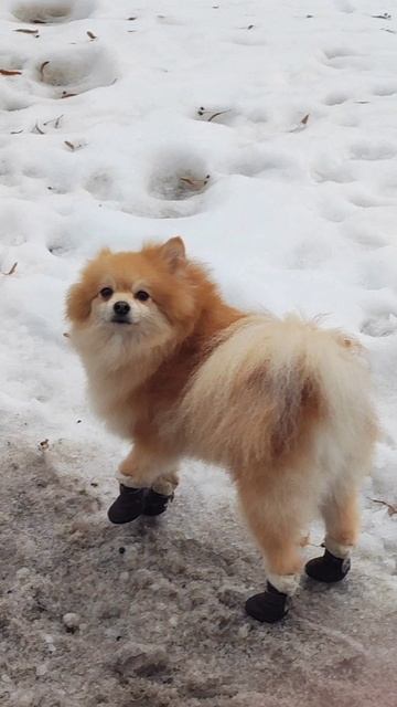 Умненький Ричард! смотреть онлайн