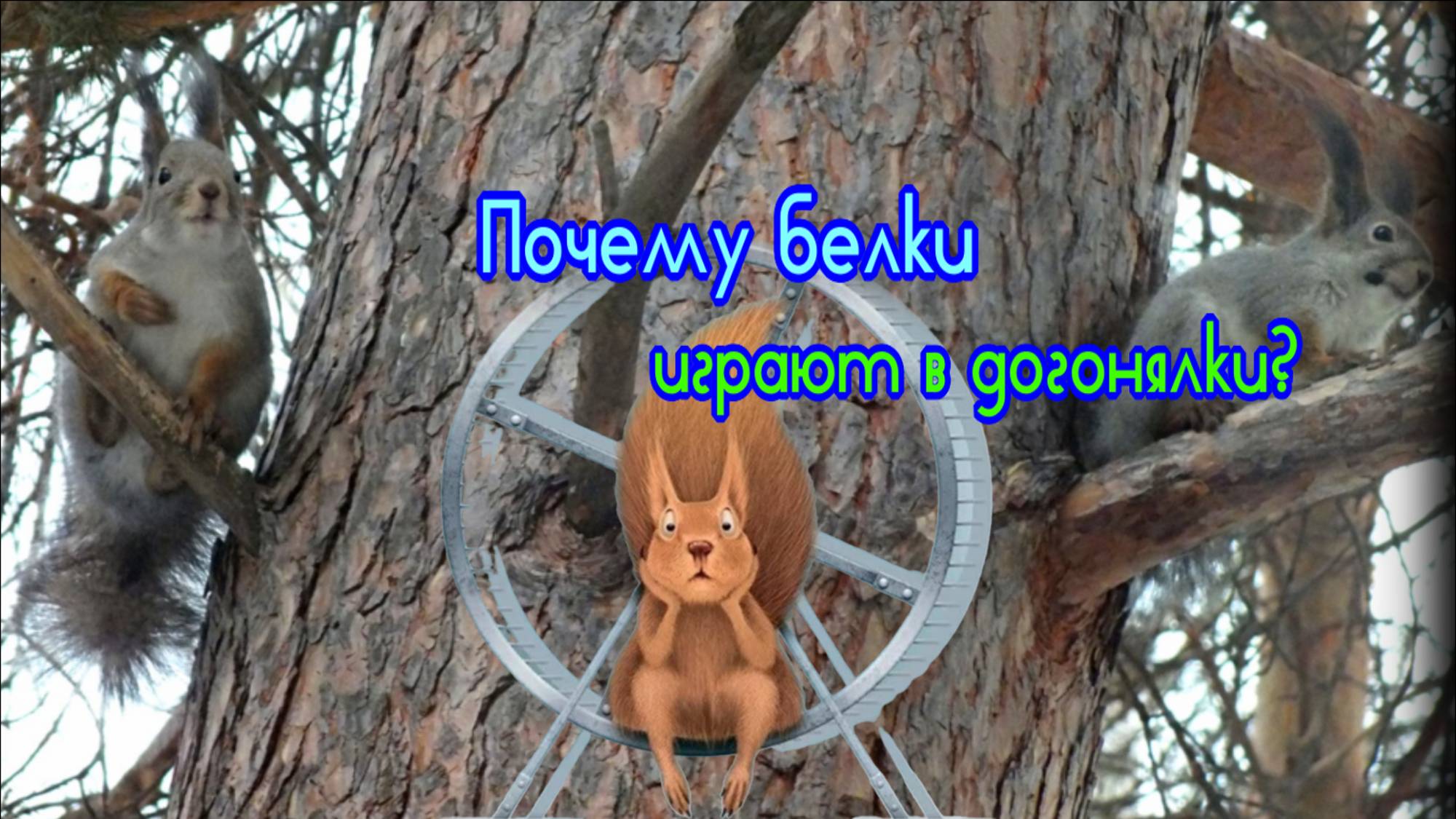 Почему белки бегают друг за другом