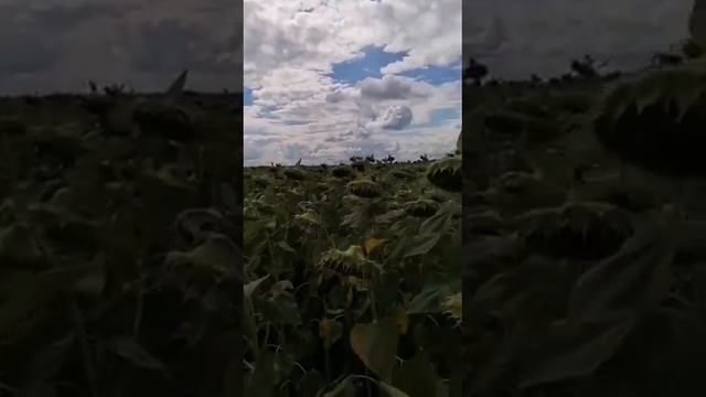 ФЕРМЕРИ КИЇВЩИНИ НАСКІЛЬКИ ЗАДОВОЛЕНІ АЛЬДАЗОР ТА БОМОНД ,ЩО САМІ ЗАПИСАЛИ ВІДЕО) смотреть онлайн