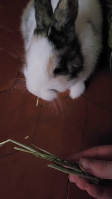 Foin timothy hay nature zoomalia смотреть онлайн