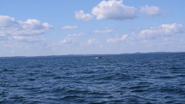 Canada-a-day #11: Whale Watching смотреть онлайн