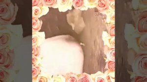 ВЫДАВЛИВАНИЕ ПРЫЩЕЙ ЧИСТКА КОЖИ 💥💥