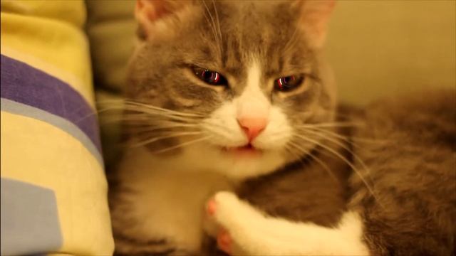 мой кот инопланетянин