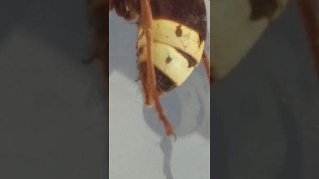 Vespa orientalis sting retraction смотреть онлайн