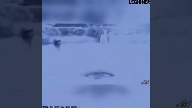Угадайте кто это может быть животное 🤔 смотреть онлайн