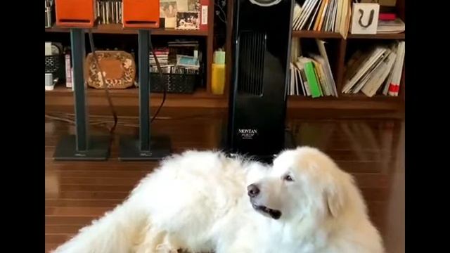 【観察】聴覚に優れたイヌが広音域スピーカーで音楽を聴くとどうなってしまうのか★３２秒で見る ドイツのHi-Fスピーカー quadralその１６ #Shorts смотреть онлайн