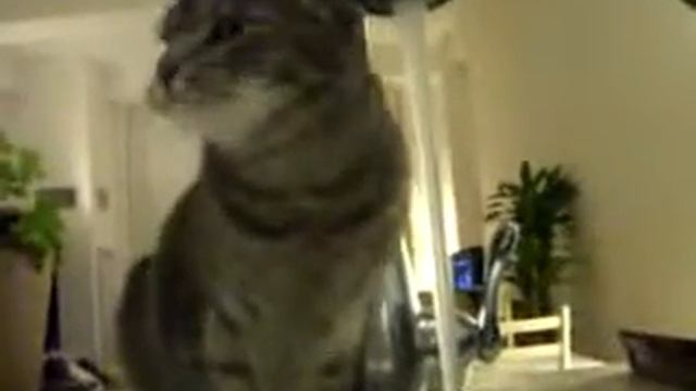 Кошка с нестандартным мышлением пьёт воду ).mp4 смотреть онлайн