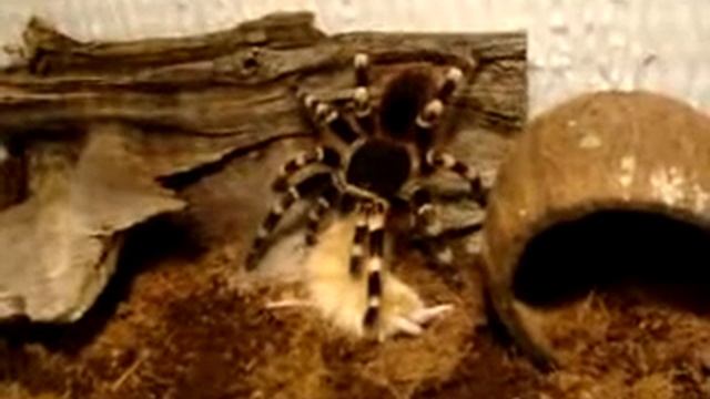 geniculata L10 vs myszka sonia Big spider vs mouse смотреть онлайн