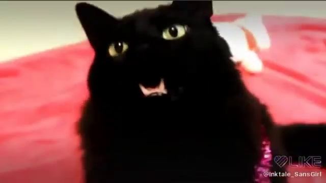 Песня Despasito|Поют коты|Singing cats| смотреть онлайн