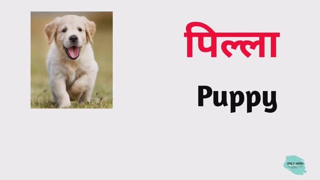 पिल्ला को इंग्लिश में क्या कहते हैं | pilla Ko english mein kya kahate hain смотреть онлайн