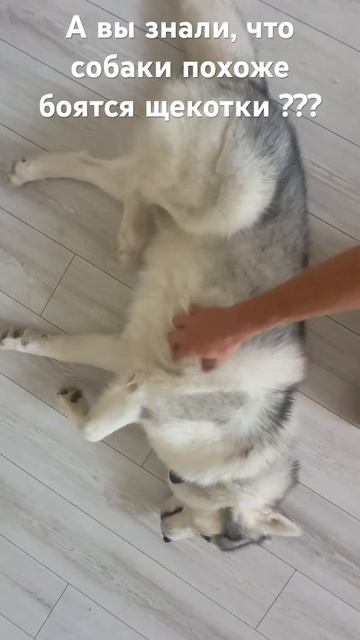Щекотка 🤗 #husky #собака #хаски #животные #топ #собаки #siberianhusky #юмор смотреть онлайн