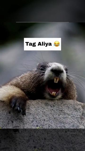 tag aliya😂🏷️ #shorts #trending #foryou #viral смотреть онлайн