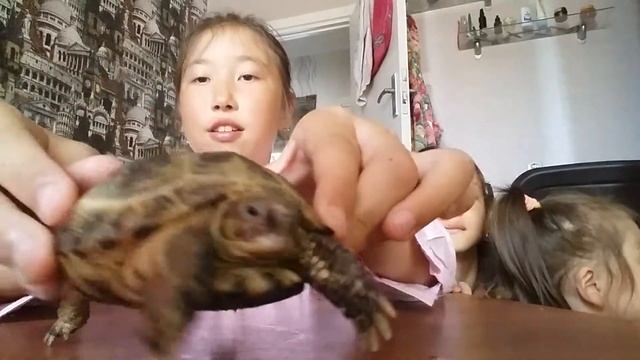 Видео про черепашку смотреть онлайн
