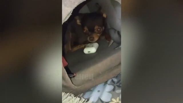 ЛУЧШИЕ ПРИКОЛЫ МАЙ 2020 №2 смотреть онлайн