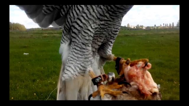 Тренинг с ястребом на подлет смотреть онлайн