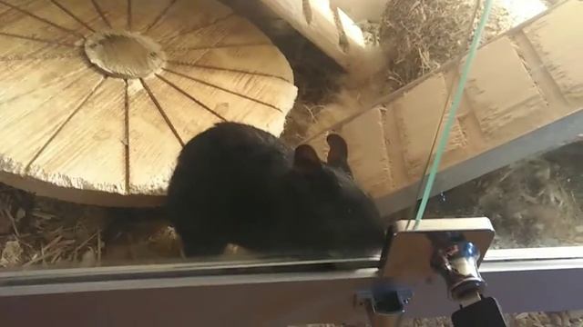 Janti долби диджитал смотреть онлайн