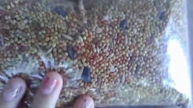 Показываю корм в виде сердечек, у Авроры родились хомки смотреть онлайн