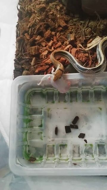 ЛУЧИСТЫЙ ПОЛОЗ без раздумий берет МЫШЬ смотреть онлайн