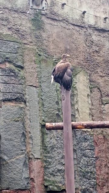 Орлан белохвост смотреть онлайн