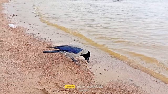 "Морская" птица. смотреть онлайн