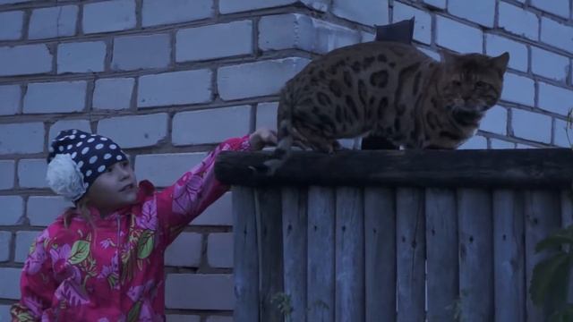ловим кошек смотреть онлайн