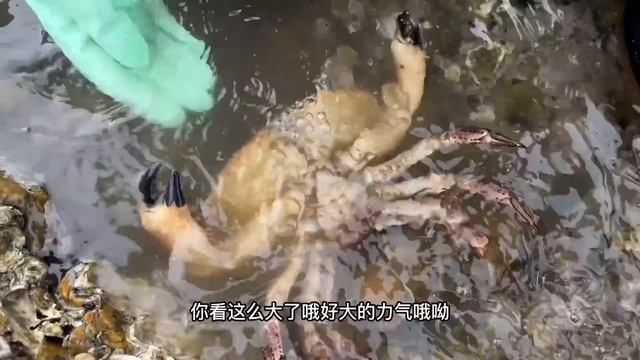 牛牛巧遇養殖場排水口大放水，大把大把青蝦隨便抓，還撿到了超好看的扇貝【牛牛趕海海鮮】 смотреть онлайн