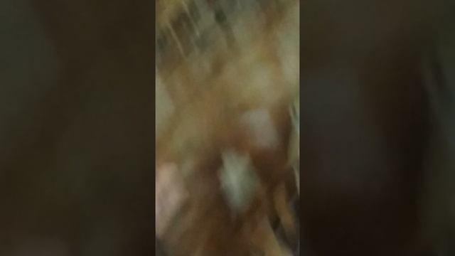 Такого вы не видели,бешеный мутант, 🐹 хомяк смотреть онлайн