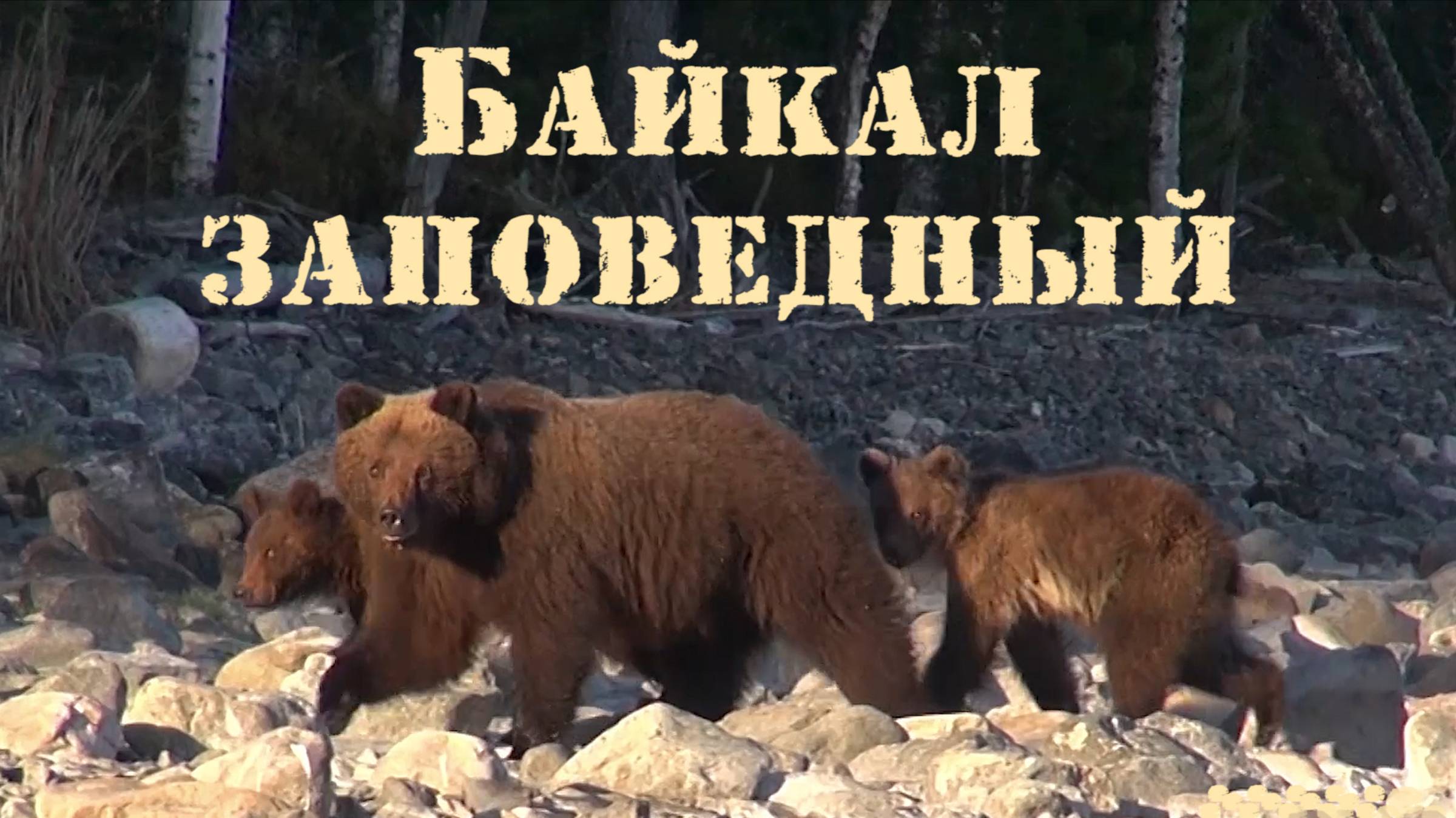 Северный Байкал. Медведи выходят на берег. Нерпа. Один медведь съел другого. Баргузинский заповедник смотреть онлайн