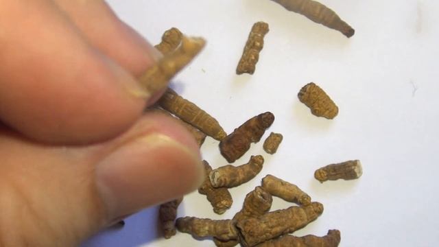 冬虫草 @ 中藥材展示與記錄 - Ophiocordyceps sinensis - Chinese Materia Medica Illustration and Record смотреть онлайн