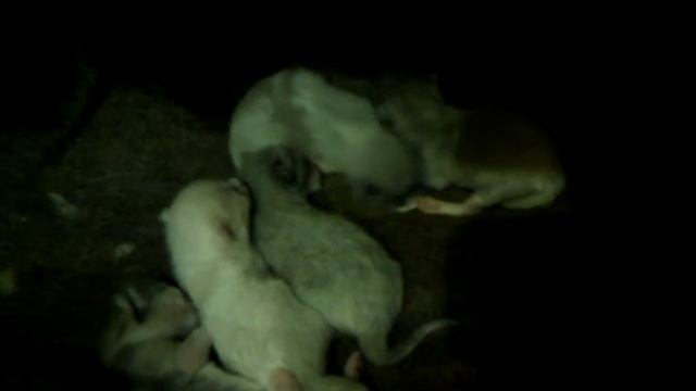 Котята кошки Кати смотреть онлайн