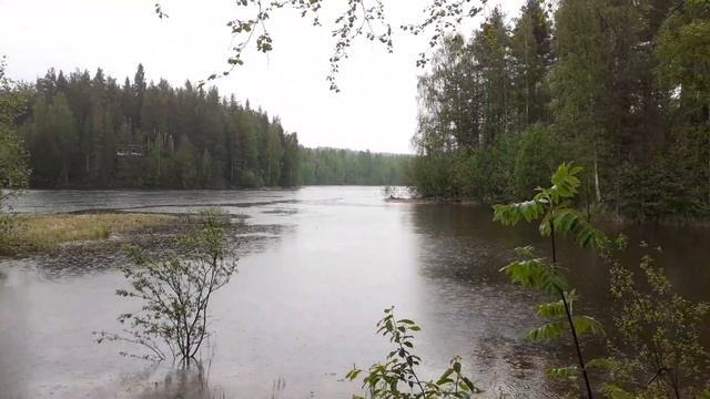 Svartvit Flugsnappare ( Мухоловка-Пеструшка ) смотреть онлайн