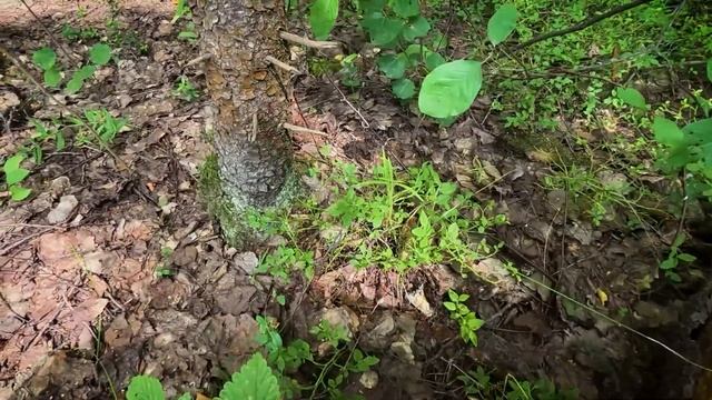 В лес за грибами. #лес #влесзагрибами #грибы смотреть онлайн