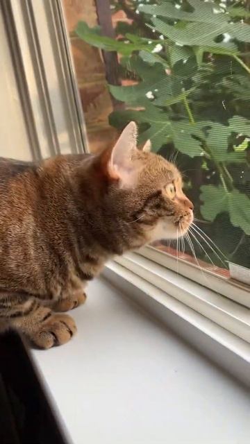 Chocolate cat is enjoying the view from the window and birds chirping смотреть онлайн