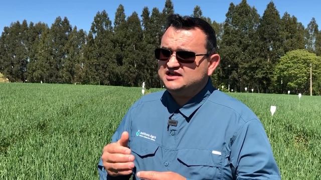 GIBERELA NO TRIGO: causas, danos e manejo смотреть онлайн