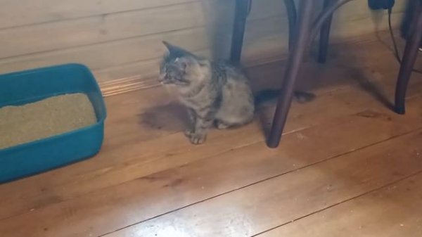 Мини кошка!