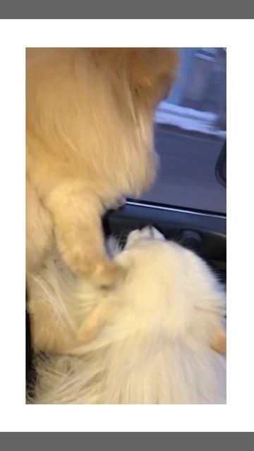 Наглый шпиц Лакки сидит на Полли 😍🤣😎🥇 смотреть онлайн